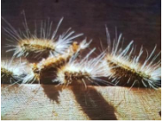 תמונה של תהלוכן האורן